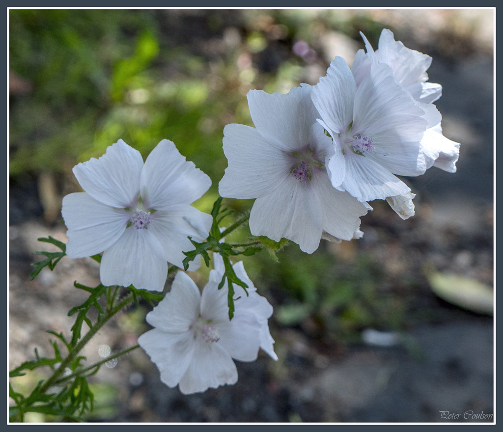 White Flowers by pcoulson