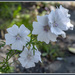 White Flowers by pcoulson