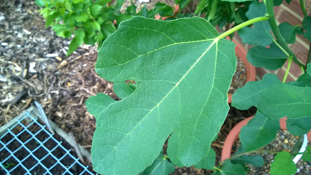 Fig Leaf by cataylor41