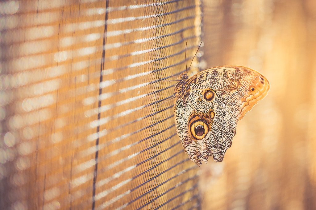 Common Owl Butterfly by pflaume