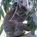 fav position by koalagardens