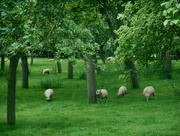 21st Jul 2016 - Sheep in the orchard....