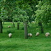 Sheep in the orchard.... by snowy