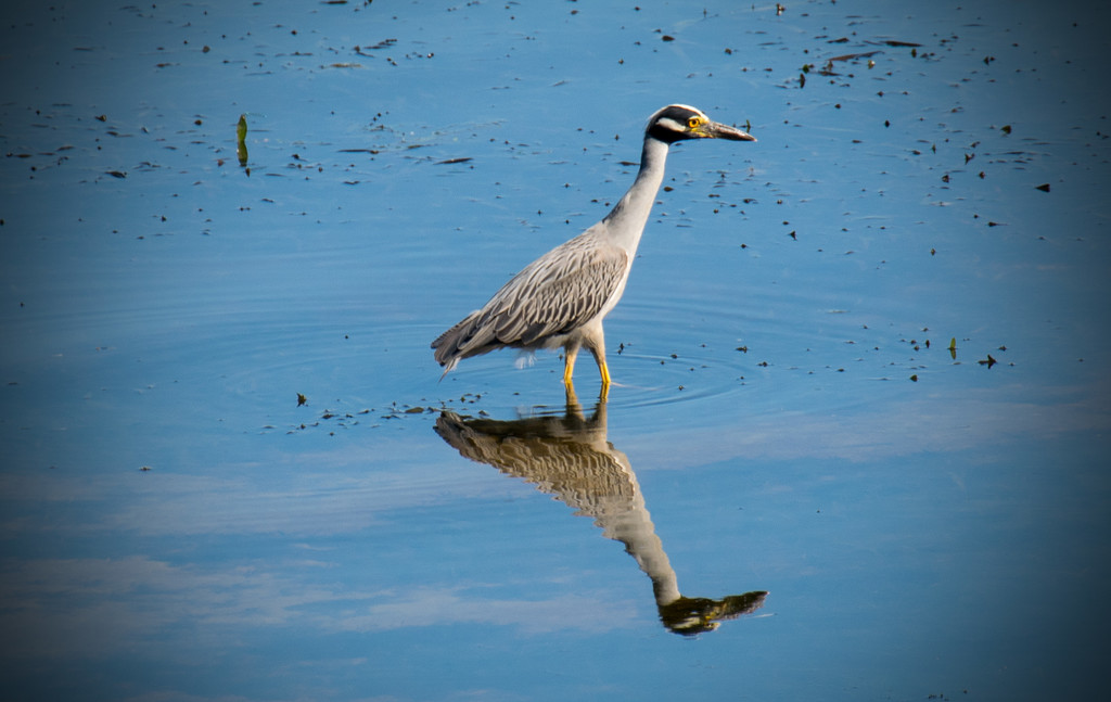 Another Yellow-Crowned Night-Heron! by rickster549