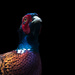 Pheasant by leonbuys83