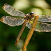 Dragon Fly! by rickster549