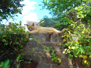 22nd Jul 2016 - Catnap on the garden wall....