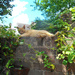 Catnap on the garden wall.... by snowy