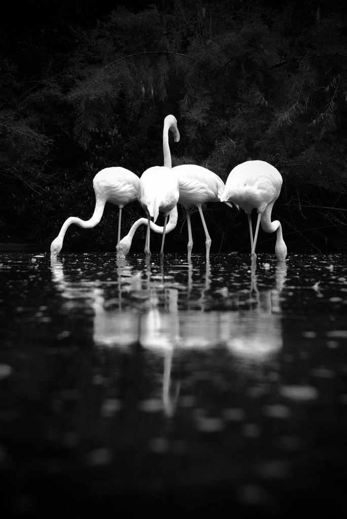 Flamingos by vera365