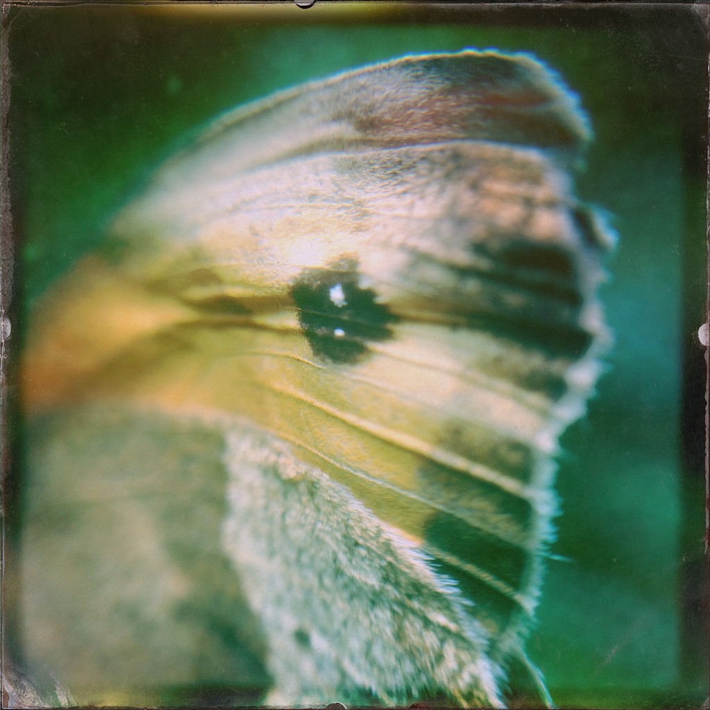 Eye on a wing by mastermek