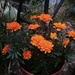 Marigolds by denidouble