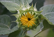 25th Jul 2016 - Sunflower to Be