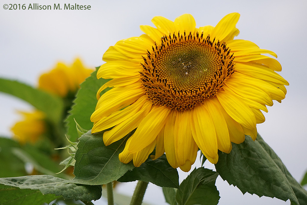 Sunflower in Bloom by falcon11