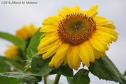 25th Jul 2016 - Sunflower in Bloom