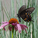 Spicebush Swallowtail by annepann