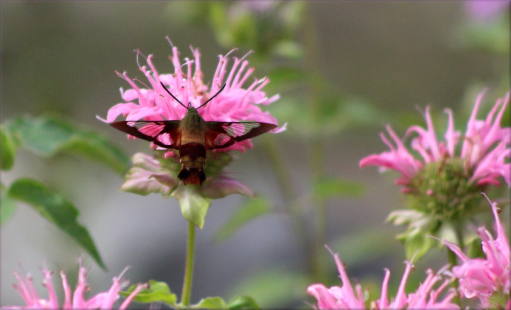 Hummingbird Moth by paintdipper