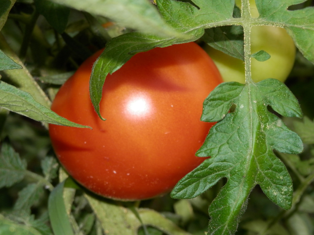 My First Ripe Tomato by julie