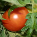 My First Ripe Tomato by julie