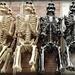 Skeletons  by jo38