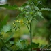 Tomato plant by thewatersphotos