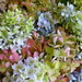 Hydrangeas for Drying by calm
