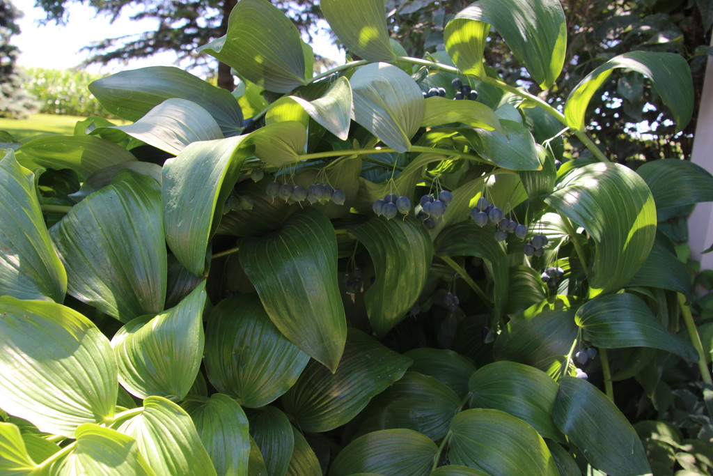 Solomon's Seal by bjchipman