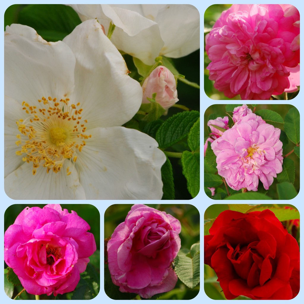 Roses of 2016 by farmreporter
