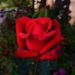 RED ROSE ~ by happysnaps