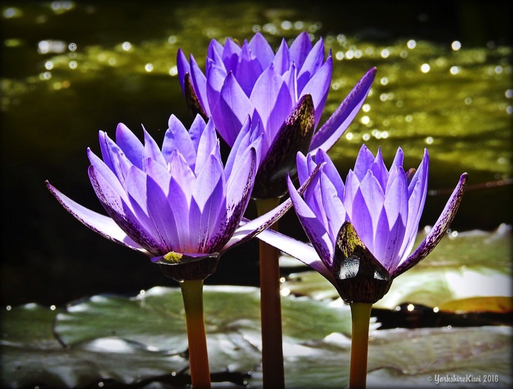 Purple water lilies by yorkshirekiwi