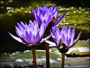26th Jul 2016 - Purple water lilies