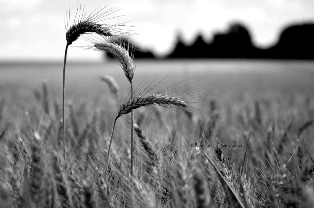 Wheat by parisouailleurs