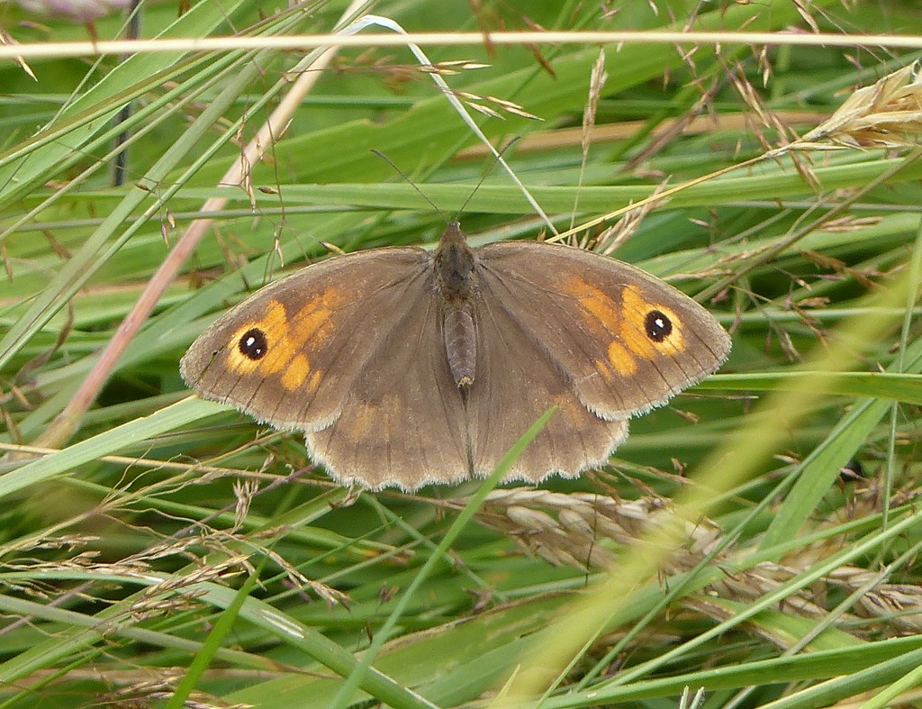  Gatekeeper Butterfly by susiemc