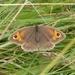  Gatekeeper Butterfly by susiemc