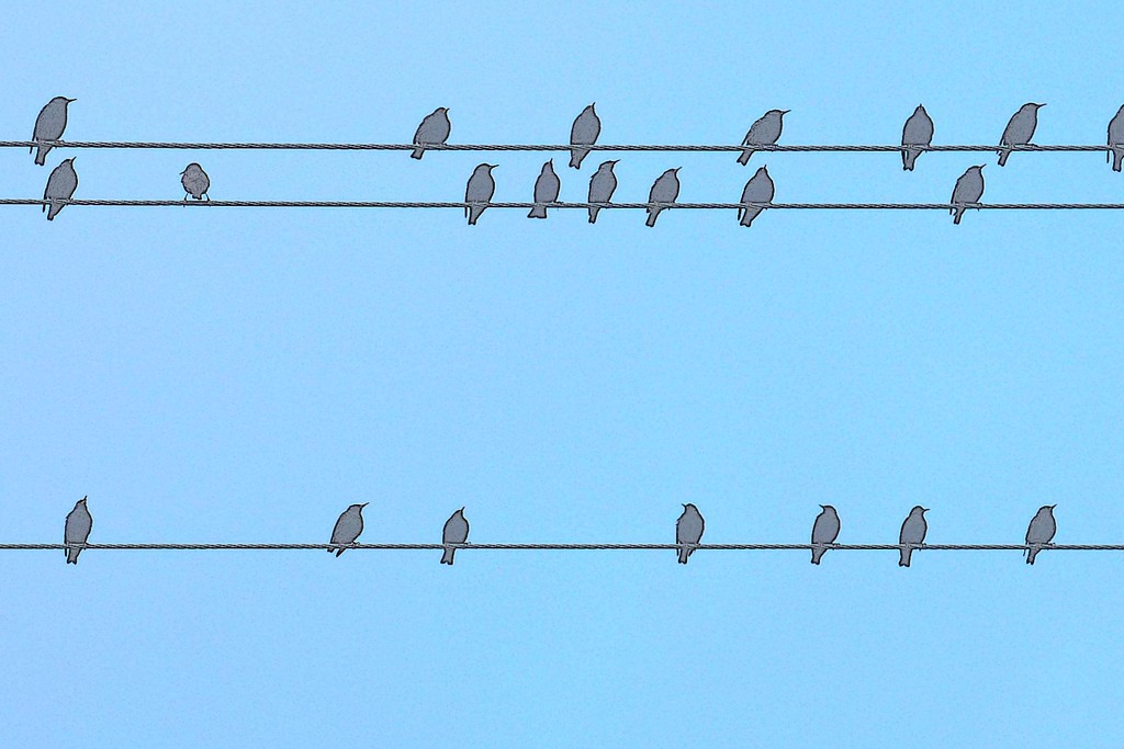 Birds on a wire by leggzy
