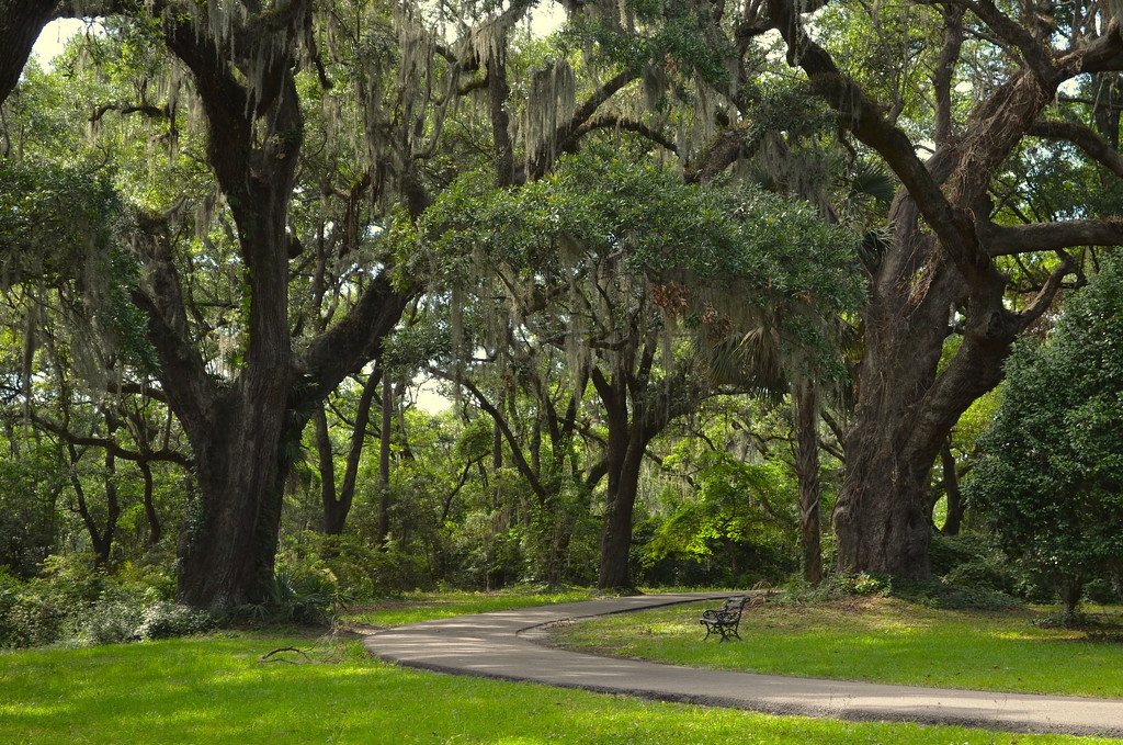 Live oaks and path, Charles Towne Landing State Historic Site, Charleston, SC by congaree