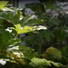 Light on leaves by rosiekind