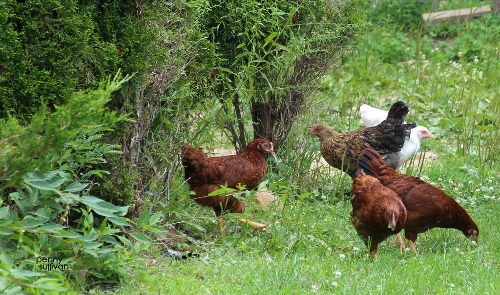 0715_5213 chickens by pennyrae