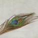 Peacock Feather by salza
