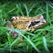 Freddie Frog by rosiekind