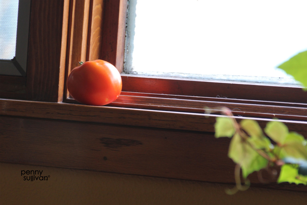 0724_5548 first tomato by pennyrae