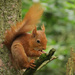 Red squirrel! by alia_801