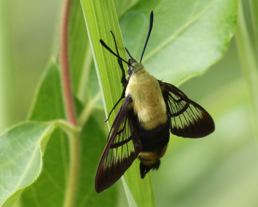 Hummingbird Moth by cjwhite