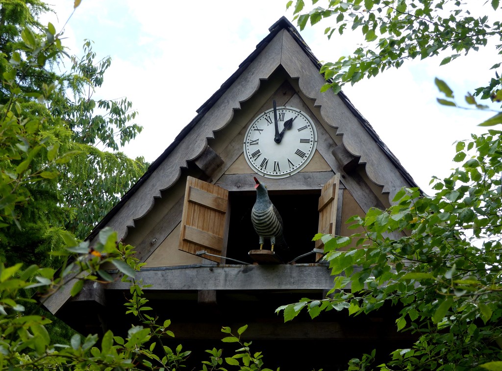  Giant Cuckoo Clock  by susiemc