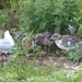  Black headed Gull and Chicks  by susiemc