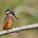 Juvenile Kingfisher by padlock