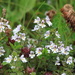 Eyebright by lifeat60degrees