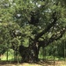 Day 20- major oak, sherwood  by ceilteach_kitten