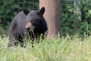 26th Jul 2016 - Black bear cub