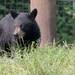 Black bear cub by leonbuys83