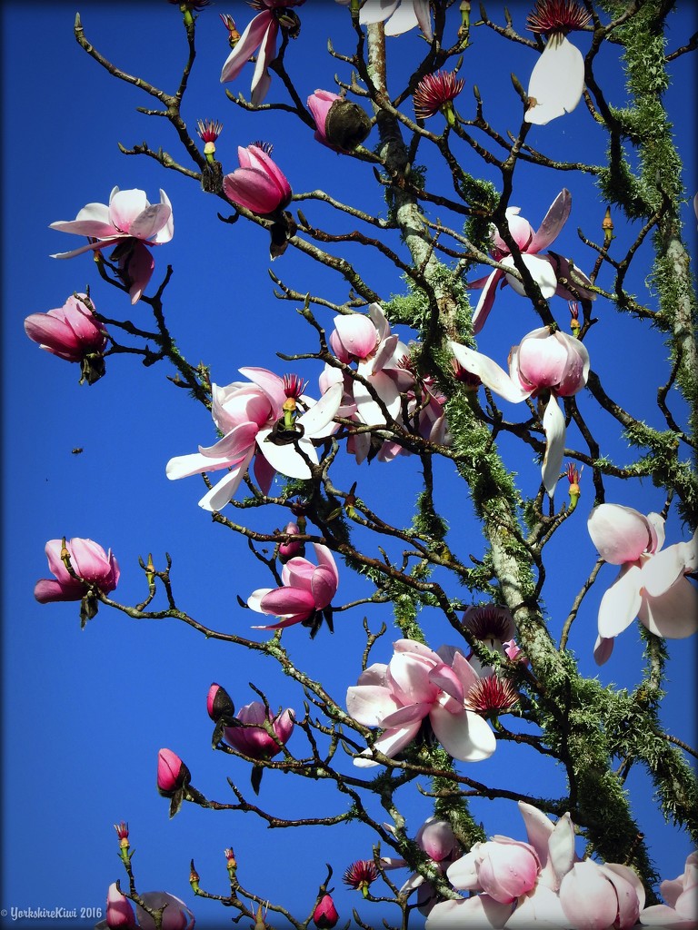 Magnolia Tree by yorkshirekiwi
